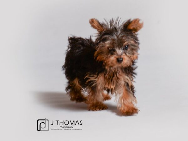 Yorkshire Terrier DOG Male Black and Tan 18975 Petland Topeka, Kansas