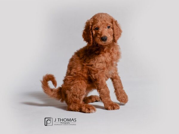 Goldendoodle DOG Female Mahogany Red 18969 Petland Topeka, Kansas