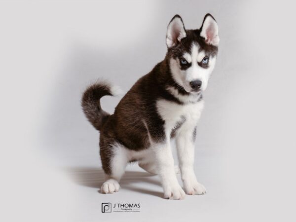 Siberian Husky DOG Female Black / White 18968 Petland Topeka, Kansas