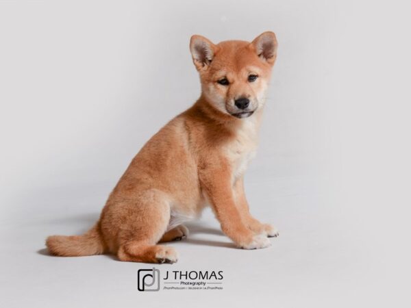 Shiba Inu DOG Female Red 18967 Petland Topeka, Kansas