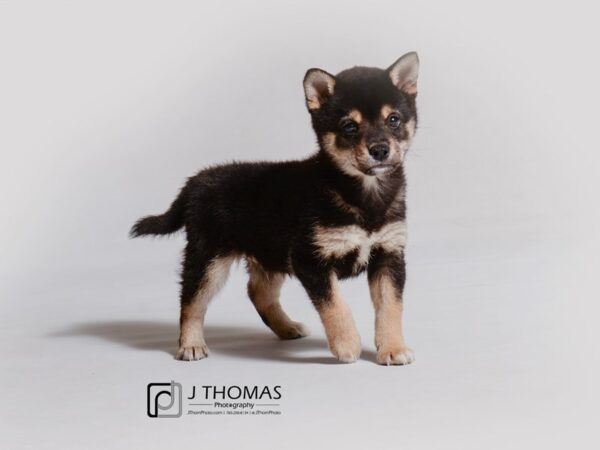 Shiba Inu-DOG-Male-Black Tan / White-18966-Petland Topeka, Kansas