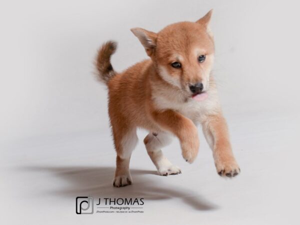 Shiba Inu DOG Male Red 18963 Petland Topeka, Kansas