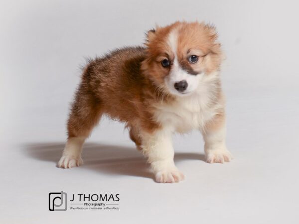 Pembroke Welsh Corgi DOG Female Sable / White 18962 Petland Topeka, Kansas