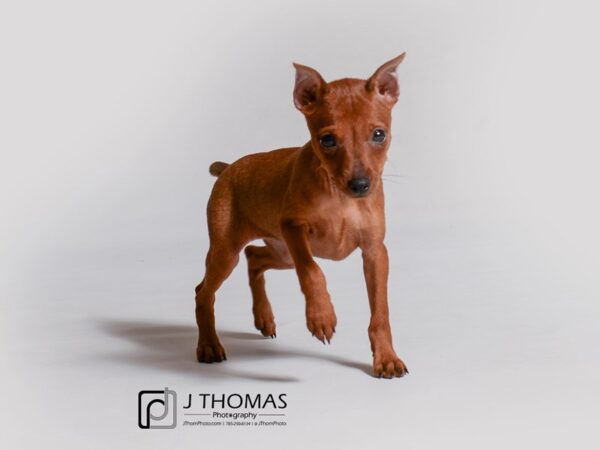 Miniature Pinscher DOG Female Stag Red 18961 Petland Topeka, Kansas