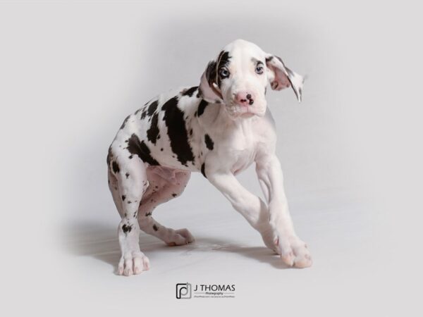 Great Dane-DOG-Male-Harlequin-18956-Petland Topeka, Kansas