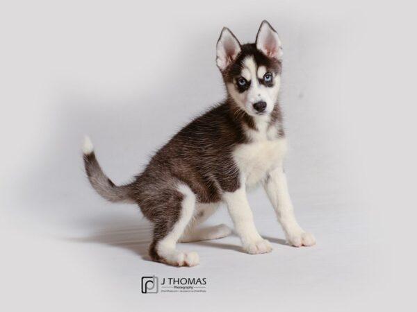 Siberian Husky DOG Female Black and White 18932 Petland Topeka, Kansas