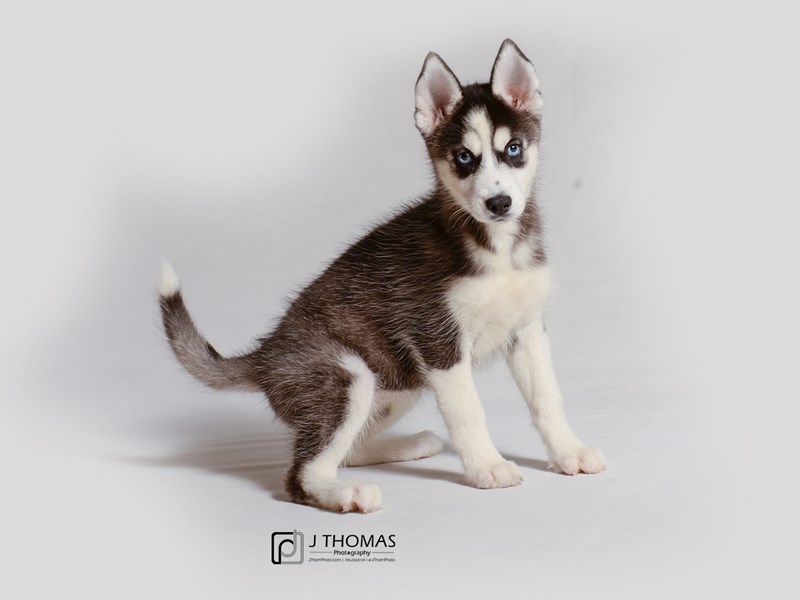 Siberian Husky-DOG-Female-Black and White-3314087-Petland Topeka, Kansas