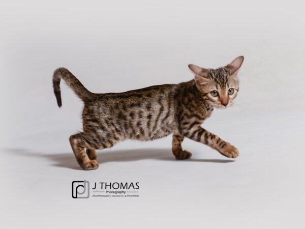 Bengal CAT Female 18924 Petland Topeka, Kansas