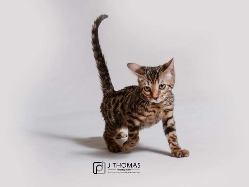 Bengal-CAT-Male--3312956-Petland Topeka, Kansas