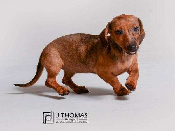 Dachshund-DOG-Female-Wild Boar-18914-Petland Topeka, Kansas