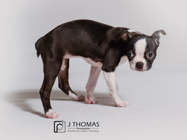 Boston Terrier DOG Female Black / White 18913 Petland Topeka, Kansas