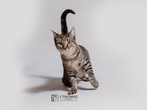 Domestic Short Hair CAT Female Grey Tabby 18726 Petland Topeka, Kansas