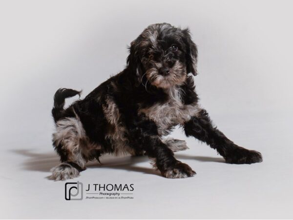 Mini Goldendoodle DOG Female Blue Merle 18970 Petland Topeka, Kansas