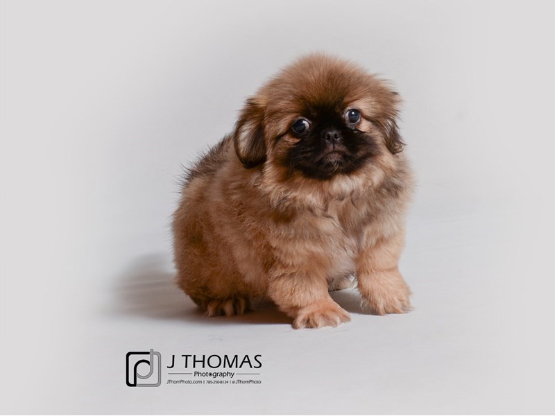 Pekingese Puppy Sable ID:18974 Located at Petland Topeka, Kansas