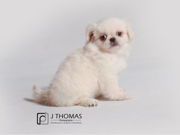 Pekingese DOG Female Cream 18973 Petland Topeka, Kansas