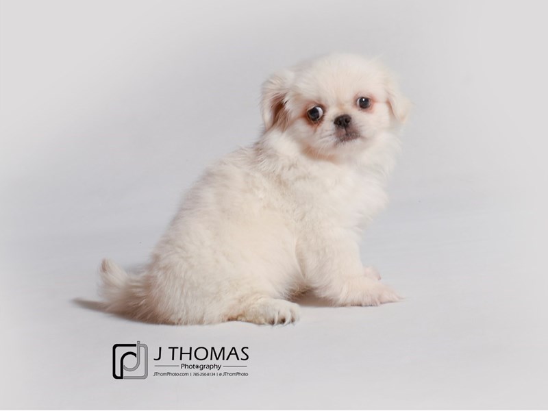 Pekingese-DOG-Female-Cream-3331896-Petland Topeka, Kansas