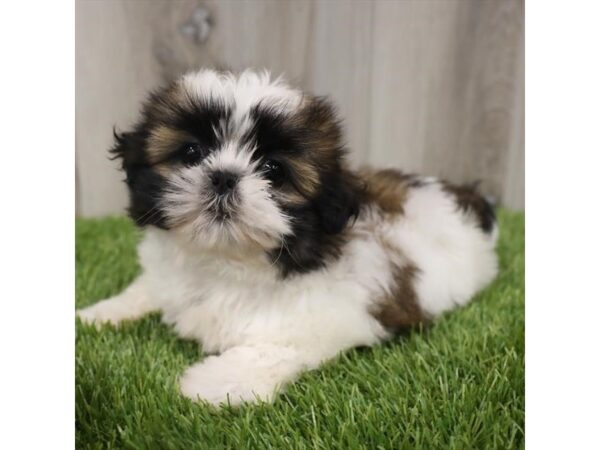 Shih Tzu DOG Female Gold / White 18981 Petland Topeka, Kansas