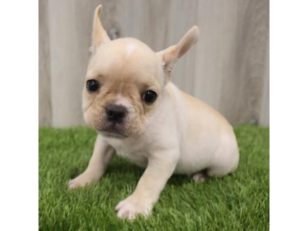 French Bulldog DOG Male Cream 18983 Petland Topeka, Kansas