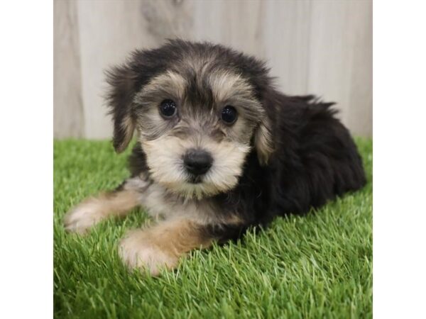 Morkie DOG Female Black / Tan 18984 Petland Topeka, Kansas