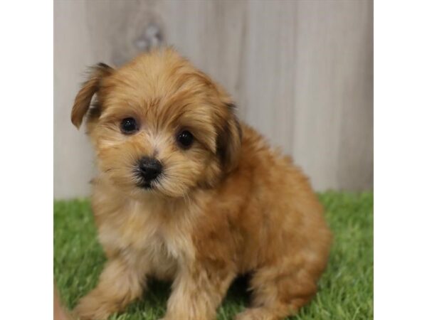 Yorkiepoo DOG Female Golden 18985 Petland Topeka, Kansas