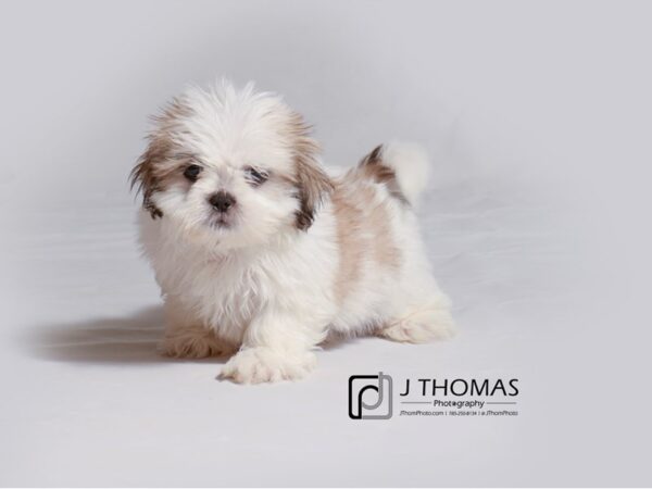 Shih Tzu-DOG-Male-Gold / White-18982-Petland Topeka, Kansas