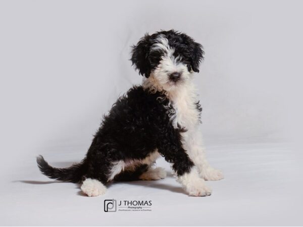 Portuguese Water Dog DOG Female Black / White 18980 Petland Topeka, Kansas