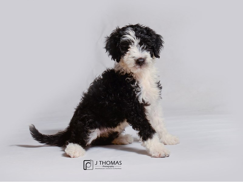 Portuguese Water Dog-DOG-Female-Black / White-3340908-Petland Topeka, Kansas