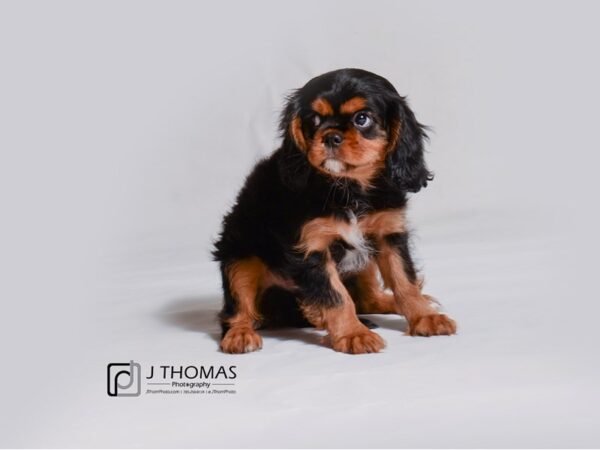 Cavalier King Charles Spaniel DOG Male Black and Tan 18979 Petland Topeka, Kansas