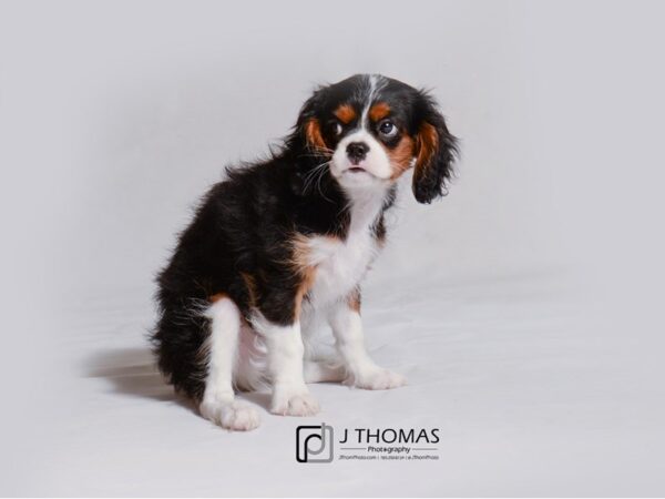 Cavalier King Charles Spaniel DOG Male Tricolor 18978 Petland Topeka, Kansas