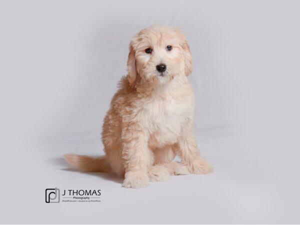 Goldendoodle 2nd Gen DOG Female Cream 18977 Petland Topeka, Kansas