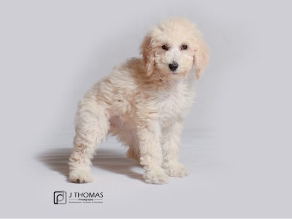 Poodle Standard DOG Female Cream 18976 Petland Topeka, Kansas