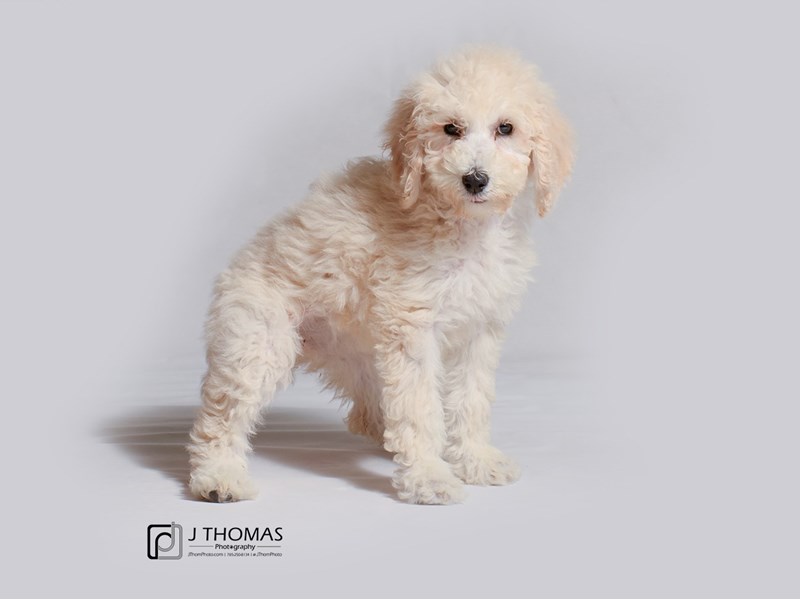 Poodle Standard-DOG-Female-Cream-3339292-Petland Topeka, Kansas