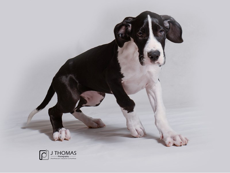 Great Dane-DOG-Female-Black Mantle-3323775-Petland Topeka, Kansas