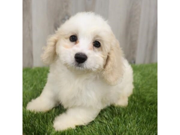 Cock A Poo-DOG-Female-Cream / White-18998-Petland Topeka, Kansas