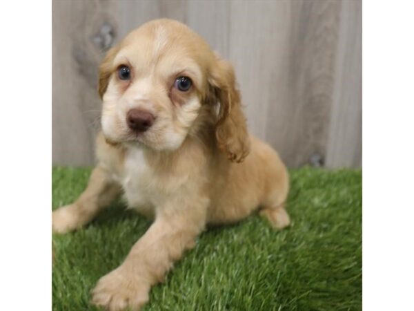 Cocker Spaniel DOG Female Buff 18993 Petland Topeka, Kansas