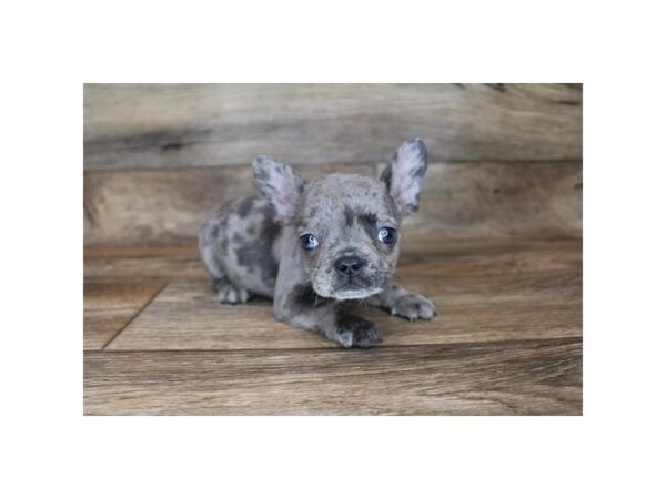 French Bulldog DOG Male Blue Merle 18989 Petland Topeka, Kansas