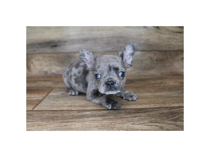 French Bulldog-DOG-Male-Blue Merle-3349761-Petland Topeka, Kansas