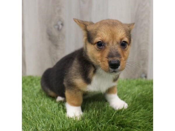 Pembroke Welsh Corgi DOG Female Black White / Tan 18995 Petland Topeka, Kansas