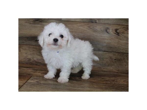 Bichon Frise DOG Male White 19007 Petland Topeka, Kansas