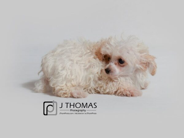 Poodle-DOG-Male-Cream-19001-Petland Topeka, Kansas