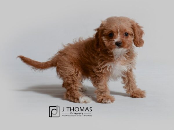 Cavapoo DOG Female Red and White 18999 Petland Topeka, Kansas