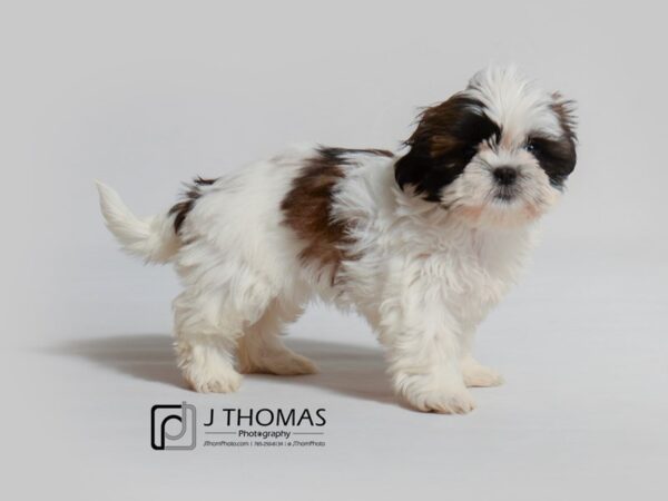 Shih Tzu DOG Female Brown / White 18997 Petland Topeka, Kansas