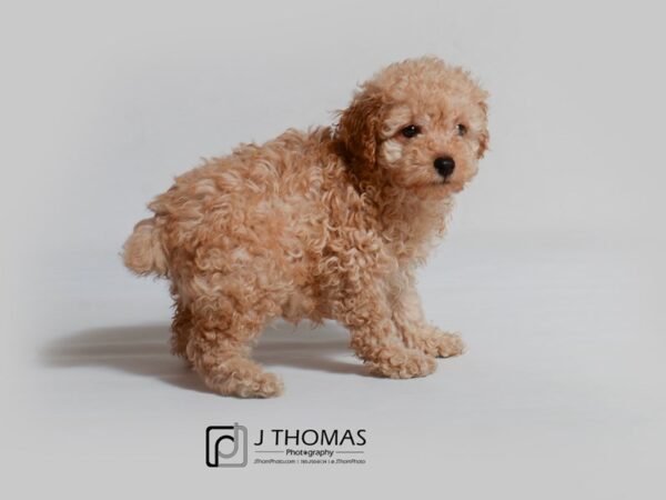 Poodle DOG Male Apricot 18996 Petland Topeka, Kansas