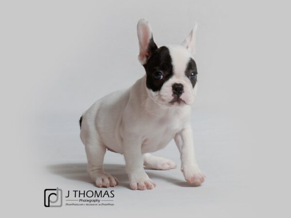 French Bulldog DOG Female Black 18994 Petland Topeka, Kansas