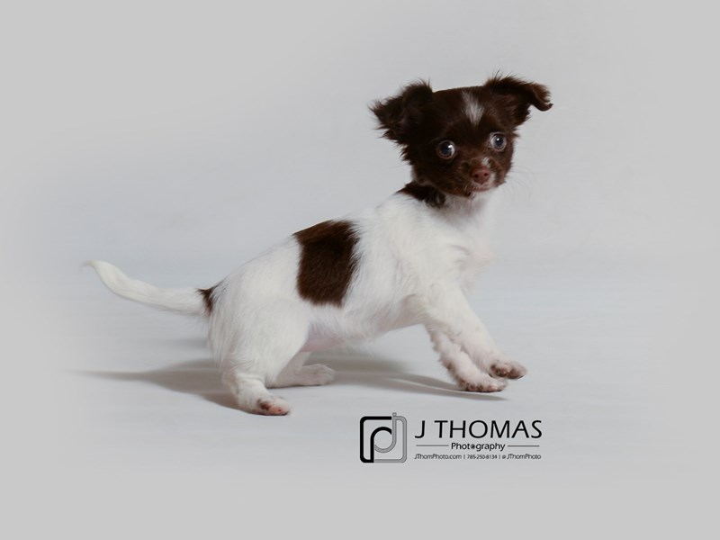 Chihuahua-DOG-Female-Chocolate / White-3349764-Petland Topeka, Kansas