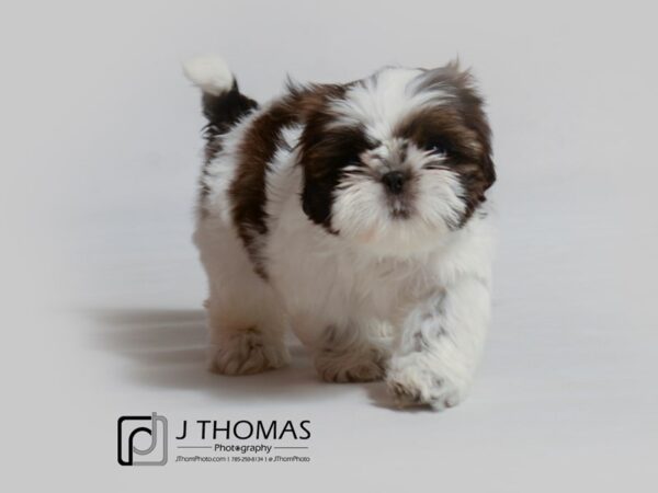 Shih Tzu-DOG-Female-Gold / White-18991-Petland Topeka, Kansas