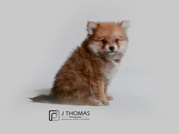 Pomeranian-DOG-Female-Sable-18990-Petland Topeka, Kansas