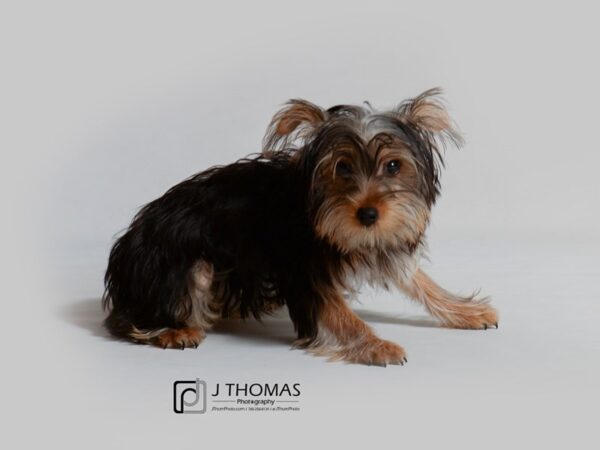 Yorkshire Terrier-DOG-Female-Black / Tan-18815-Petland Topeka, Kansas