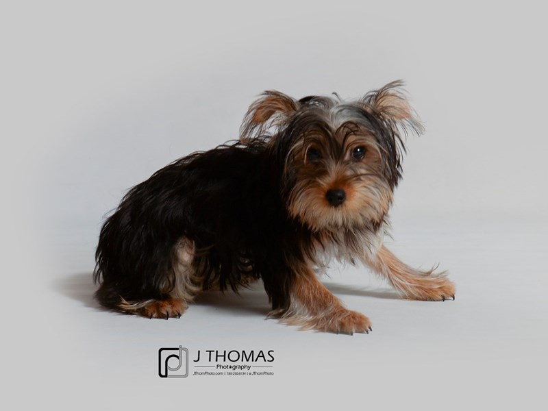 Yorkshire Terrier-DOG-Female-Black / Tan-3239569-Petland Topeka, Kansas