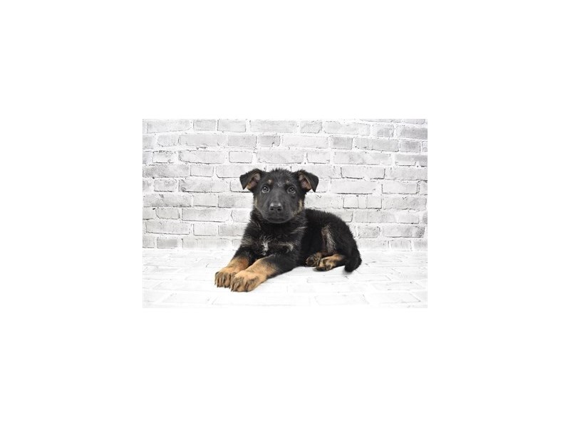 German Shepherd-DOG-Female-Black and Tan-3359273-Petland Topeka, Kansas